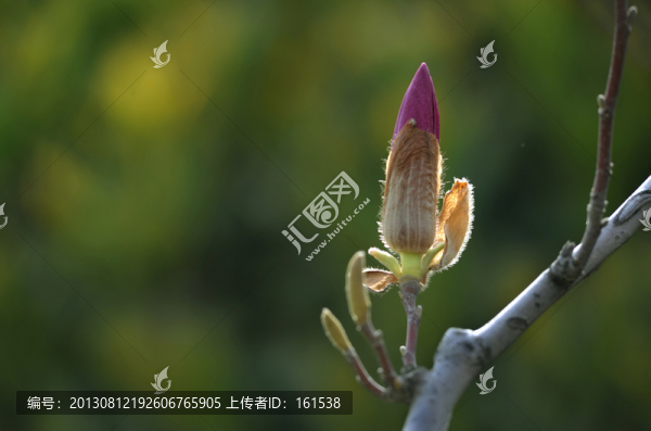 玉蘭花