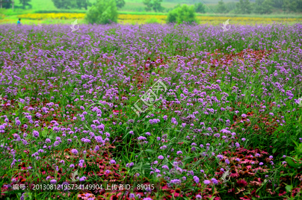 馬鞭草,花海