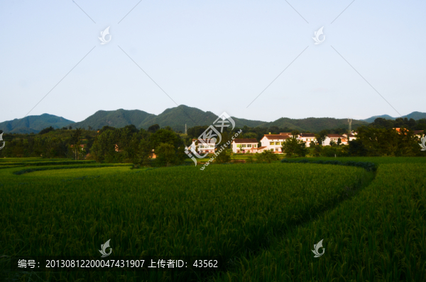 水稻田