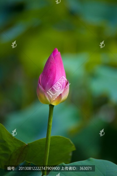 荷花花苞