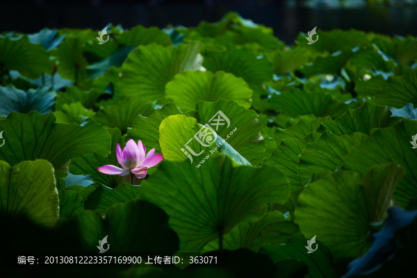盛開(kāi)的荷花和荷葉