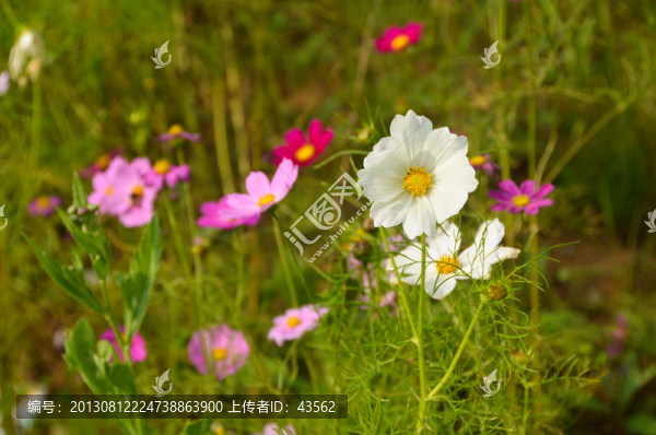 格?；?波斯菊