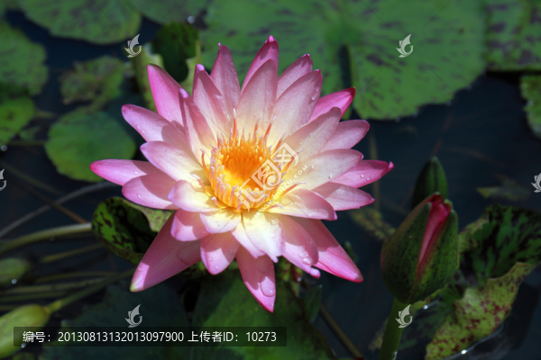 睡蓮（阿伯特）