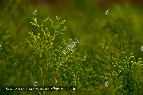 柏樹枝葉