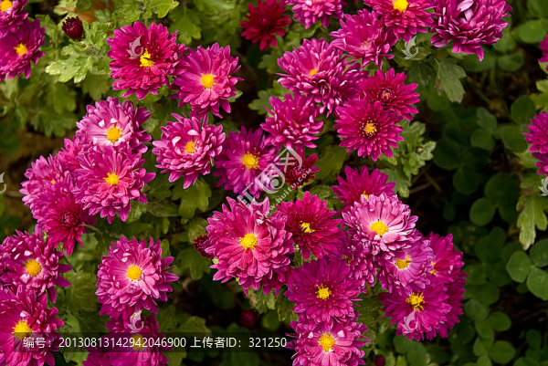 花卉背景