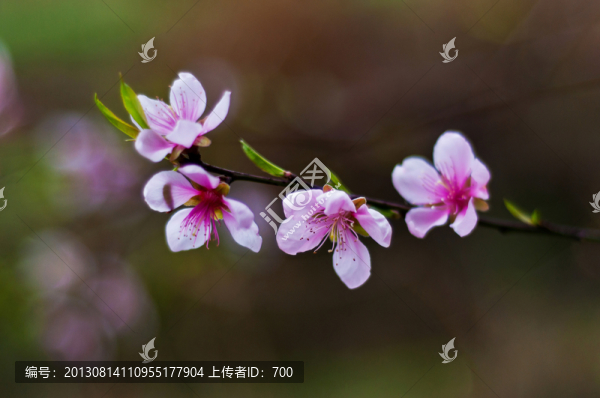 桃花