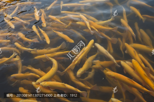 紅鱒