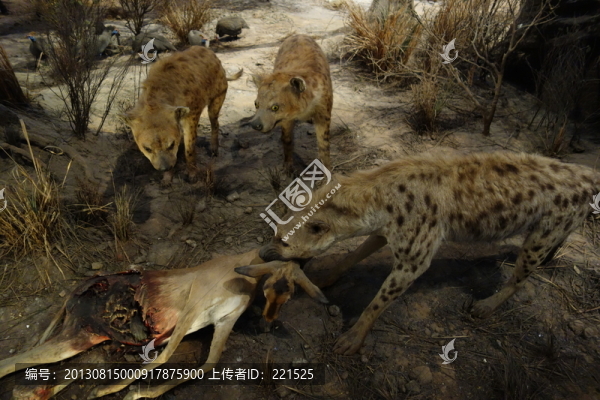上?？萍拣^非洲動物展區(qū)