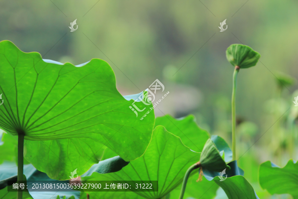荷葉