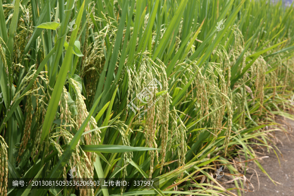沉甸甸的稻穗