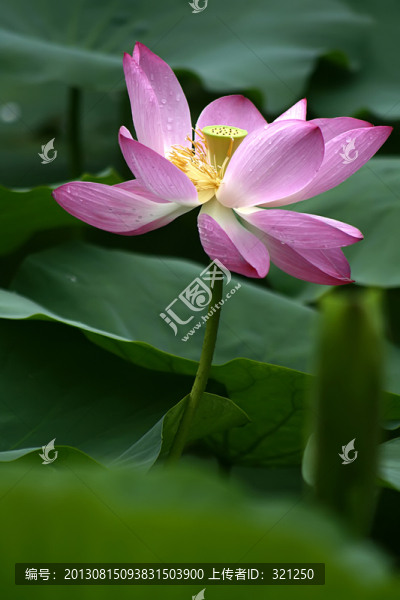 夏荷