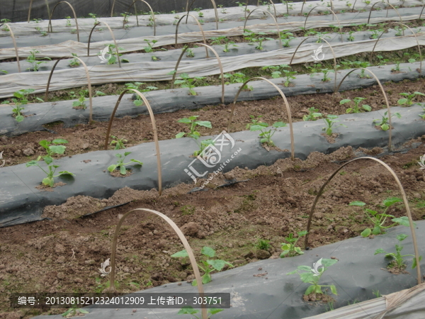大棚蔬菜