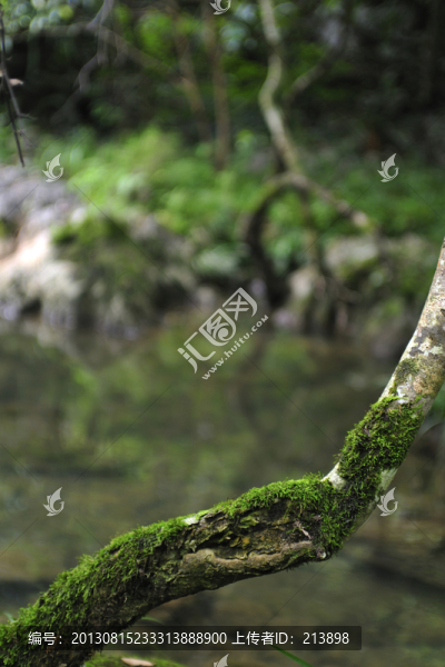 樹(shù)木