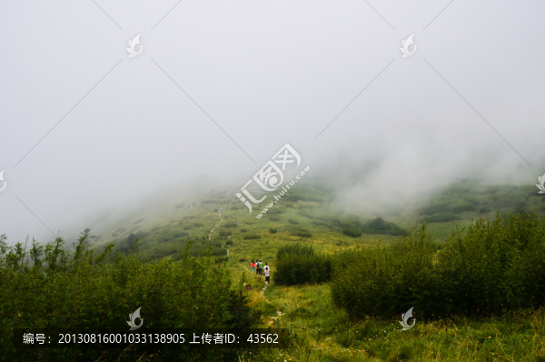 高山草甸