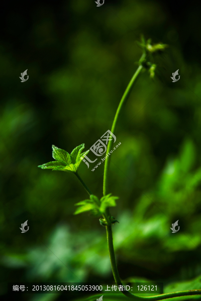 綠色植物