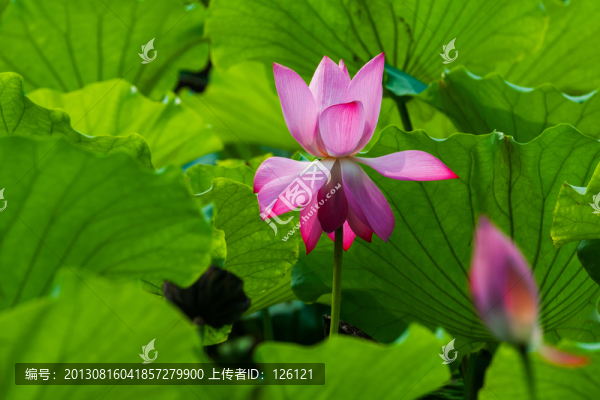 荷花