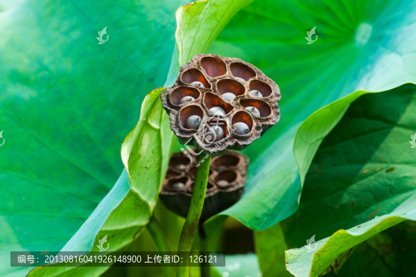 蓮蓬