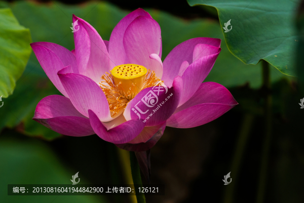荷花