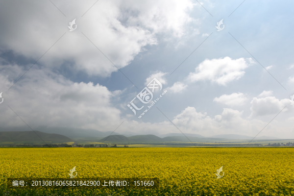 青海門源油菜花田野