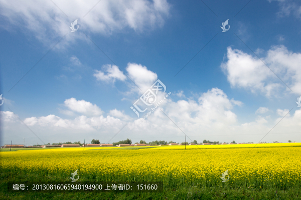 青海門源油菜花田