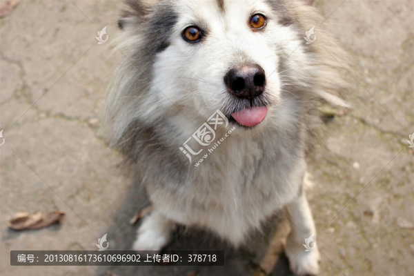 可愛的雪橇犬