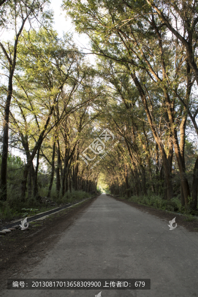 林蔭,道路