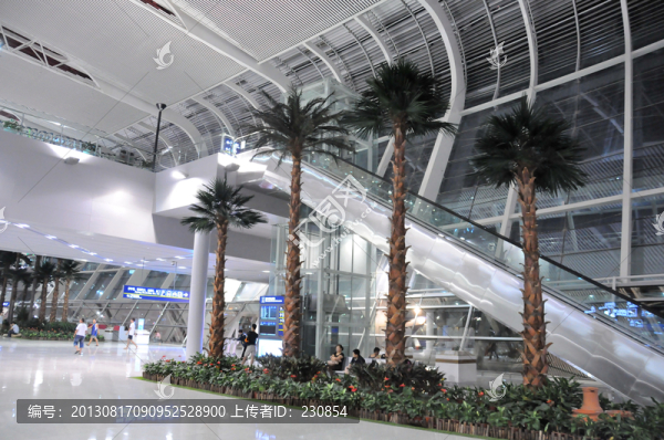 機(jī)場(chǎng),熱帶植物