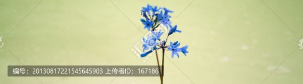 紫嬌花