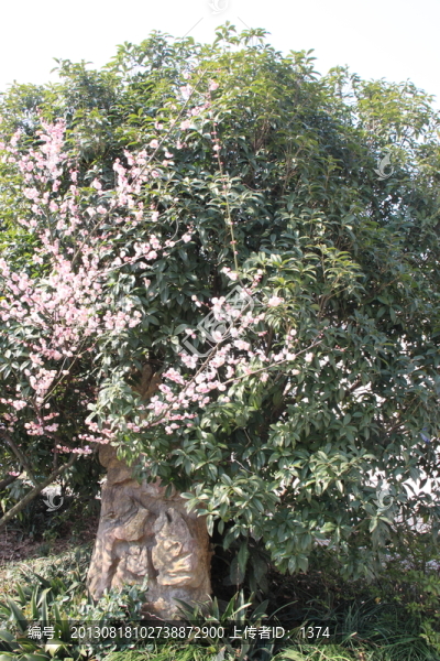 梅花