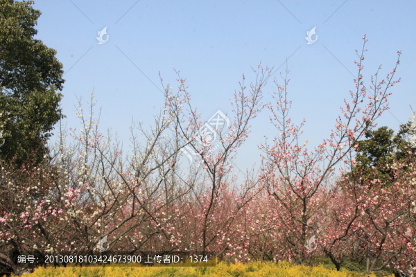梅園