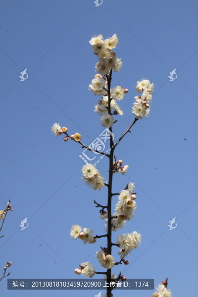 梅花