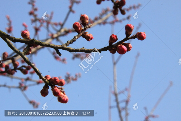梅花