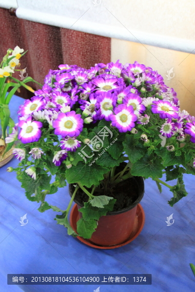 鮮花
