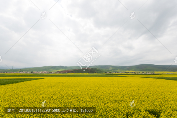 門源油菜花田