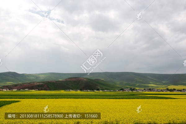 青海門源油菜花田