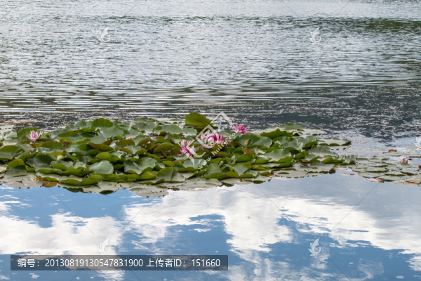 池塘中的睡蓮