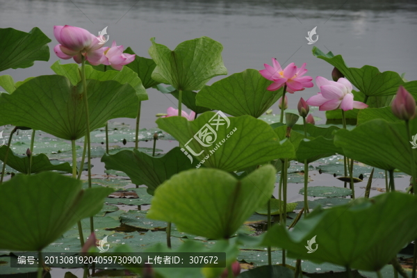 荷花