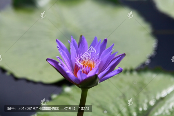 紫色睡蓮
