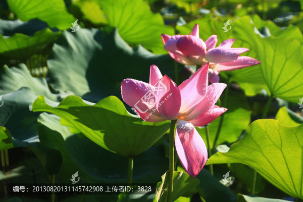 荷花