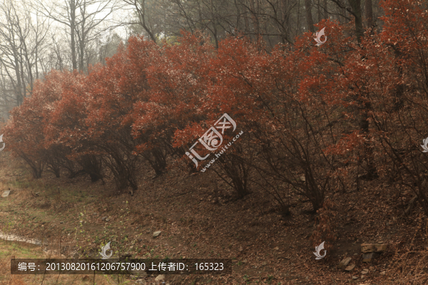 紅葉