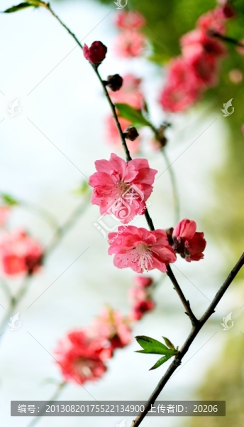 紅碧桃花