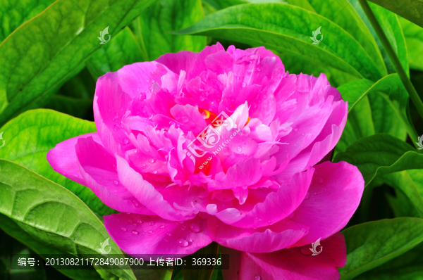 芍藥花