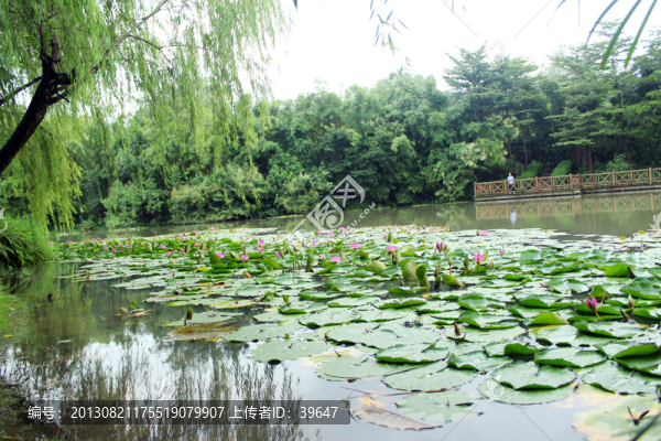 公園景觀