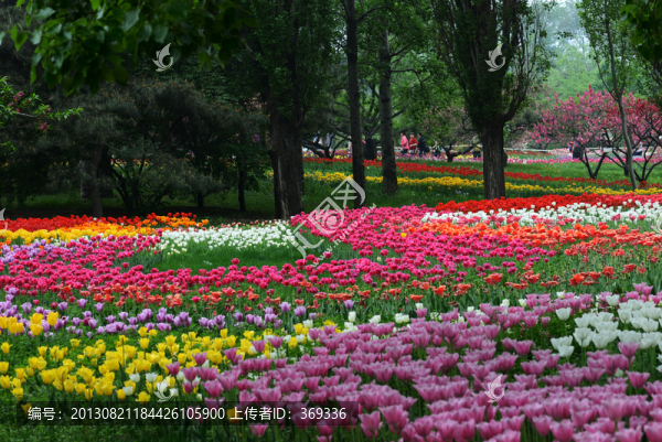 郁金香花海