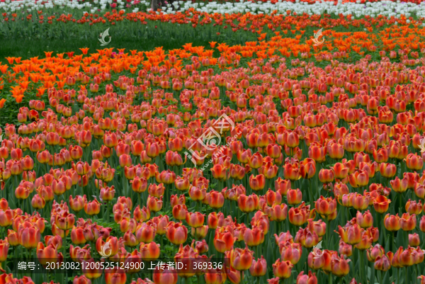 郁金香花海
