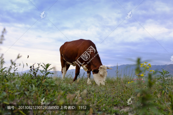 奶牛