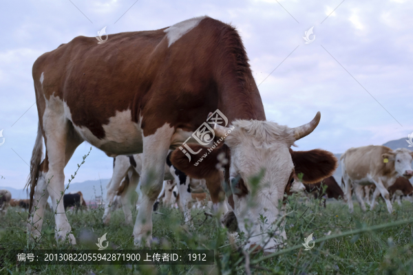 牛