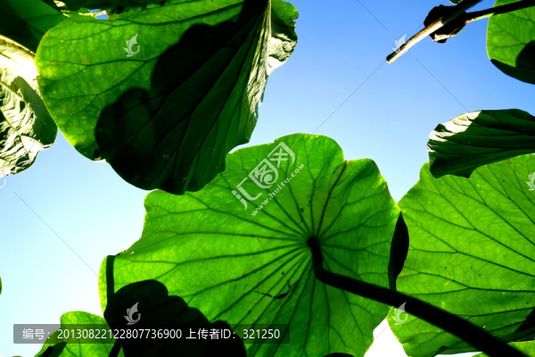 逆光荷葉