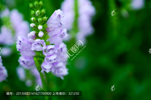 花卉