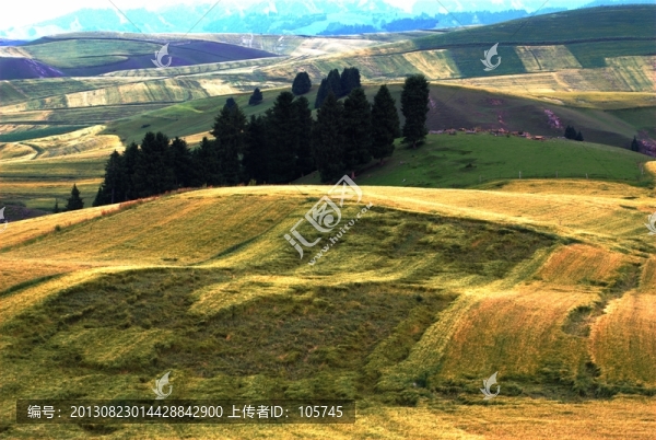 麥田